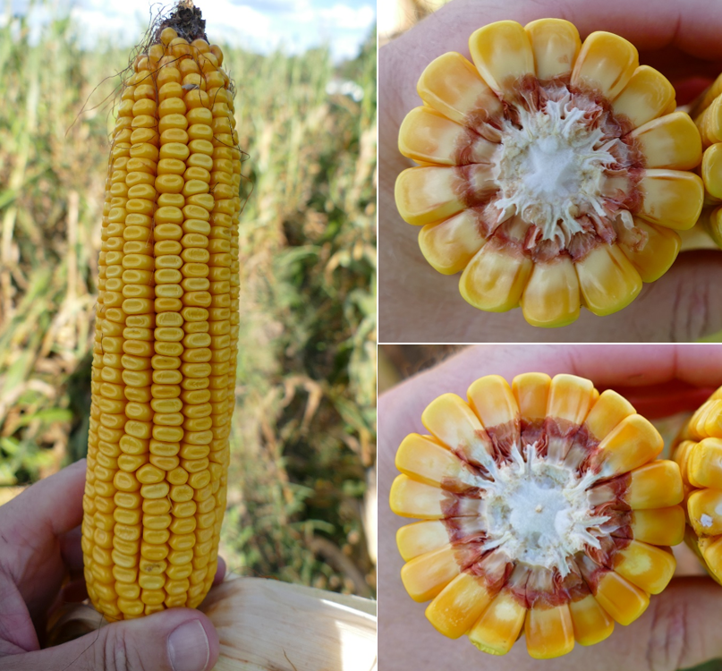 Corn at late-dent stage